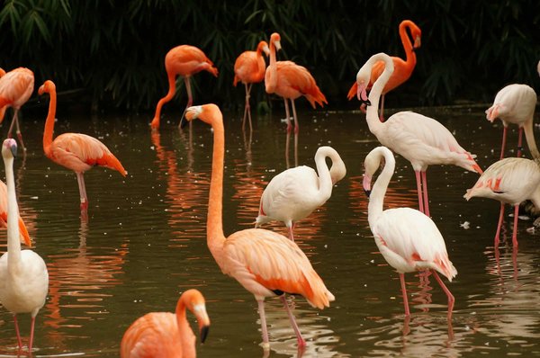 Comment organiser un voyage pour assister à la migration des flamants roses en Afrique?
